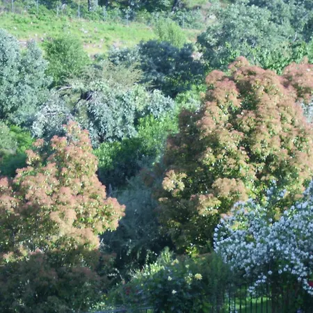 El Higueral De La Sayuela * El Raso
